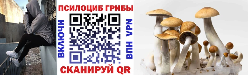 Псилоцибиновые грибы Psilocybe  цены наркотик  кракен ССЫЛКА  Сердобск 